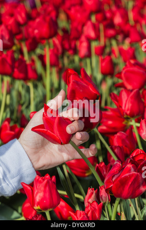 Bella viola i tulipani raggruppate in una luminosa giornata di sole con una mano femminile di toccarli Foto Stock