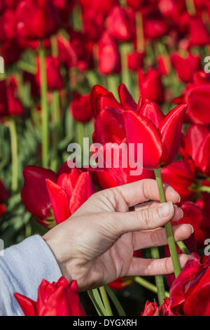 Bella viola i tulipani raggruppate in una luminosa giornata di sole con una mano femminile di toccarli Foto Stock