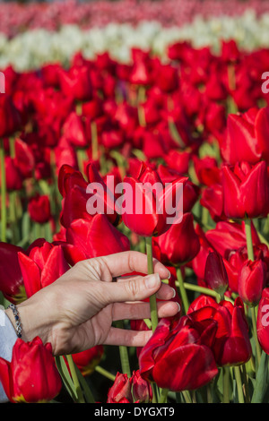 Bella viola i tulipani raggruppate in una luminosa giornata di sole con una mano femminile di toccarli Foto Stock