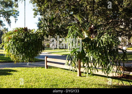 La Staghorn felci pendenti da albero in quartiere residenziale, Tampa, FL, Stati Uniti d'America Foto Stock