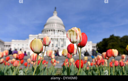 Washington, DC, Stati Uniti d'America. Xvii Apr, 2014. Visitatori visualizza i tulipani in fiore di fronte al Campidoglio di Washington, DC, Stati Uniti, 17 aprile 2014. Credito: Yin Bogu/Xinhua/Alamy Live News Foto Stock