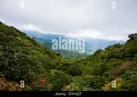 Mountain cloud forest a Monteverde in Costa Rica. Foto Stock