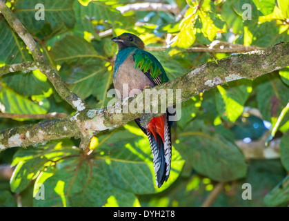 Una femmina risplendente Quetzal su un selvaggio albero di avocado. Monteverde in Costa Rica. Foto Stock