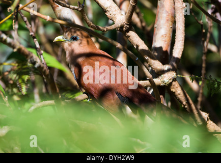 Uno scoiattolo cuculo (Piaya cayana) nelle boccole. Monteverde in Costa Rica. Foto Stock