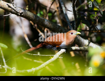 Uno scoiattolo cuculo (Piaya cayana) nelle boccole. Monteverde in Costa Rica. Foto Stock