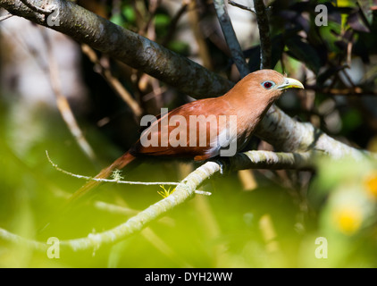 Uno scoiattolo cuculo (Piaya cayana) nelle boccole. Monteverde in Costa Rica. Foto Stock