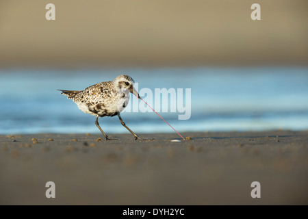 Rospo Plover tirando un worm fuori del terreno a Sandy Hook, NJ Foto Stock