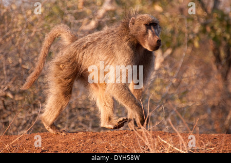 Chacma Baboon (Papio ursinus) esterno inferiore di Sabie Camp, Kruger National Park, Sud Africa Foto Stock