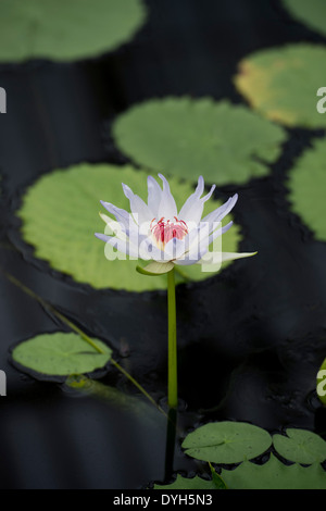 Nymphaea Kews fiore Kabuki presso i Giardini di Kew. Regno Unito Foto Stock