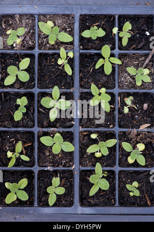 Materiali di moltiplicazione Salvia Viridis Blue Clary piantine in un tappo vassoio Foto Stock