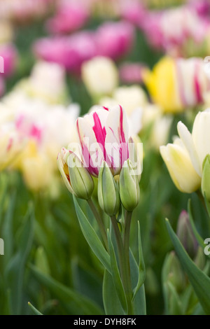 Tulipa "Club Mix" in giardino. Multi intitolata tulip. Foto Stock