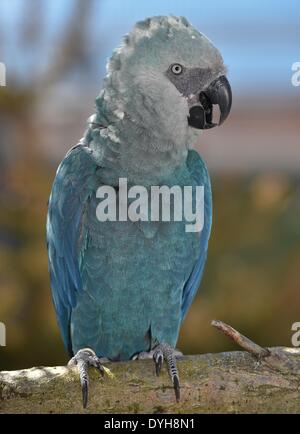 Schoeneiche, Germania. Xvii Apr, 2014. Spix's Macaw Couple Bonita si siede in una voliera a Berlino, Associazione per la conservazione dei Pappagalli minacciati (ACTP) in Schoeneiche, Germania, 17 aprile 2014. Due dei pappagalli, Spix's Macaw (Cyanopsitta Spixii) che sono già estinte nel selvaggio, tratteggiati in passato alcuni giorni. Foto: PATRICK PLEUL/dpa/Alamy Live News Foto Stock