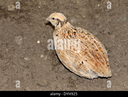 Comune (Quaglia Coturnix coturnix) Foto Stock
