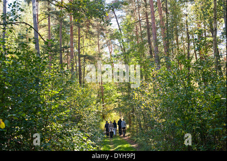 Un gruppo di persone che camminano in una foresta in Europa Orientale, la raccolta di funghi selvatici durante la primavera / estate. Foto Stock