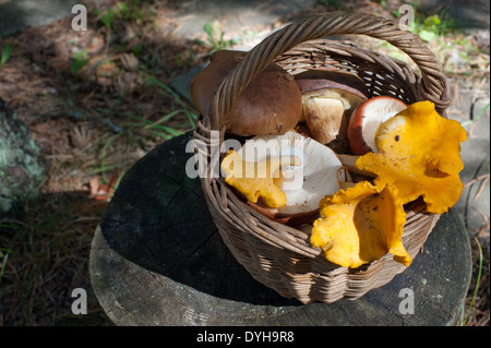 Una selezione di appena raccolta funghi di bosco in un cesto di vimini. Foto Stock