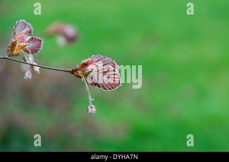 Fagus sylvatica f. purpurea. Rame di foglie di faggio emergenti in primavera Foto Stock