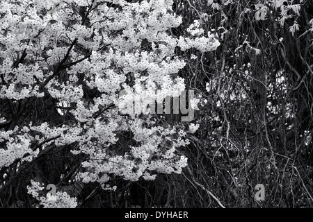 Prunus Matsumae Shizuka. Cherry Tree blossom. Monocromatico Foto Stock