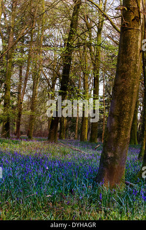 Bella la molla Bluebells in boschi Grovely Wishford vicino a Salisbury Foto Stock