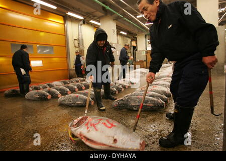 Tokyo, Giappone. 30 dic 2005. Grossisti controllare la qualità dei tonni freschi visualizzato al mercato Tsukiji prima del nuovo anno asta a Tokyo il 18 aprile 2014. © Hitoshi Yamada/NurPhoto/ZUMAPRESS.com/Alamy Live News Foto Stock