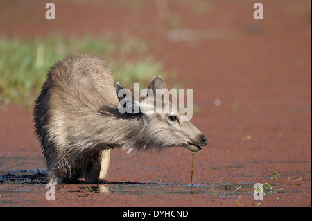 Sambar deer (Rusa unicolor) alimentazione in acqua. Foto Stock