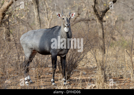 Nilgai (Boselaphus tragocamelus) maschio in piedi nel bosco. Foto Stock