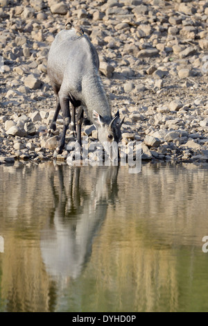 Nilgai (Boselaphus tragocamelus) maschio bere alla piscina Foto Stock