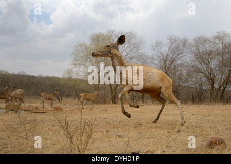 Sambar deer (Rusa unicolor) a tutta l'acqua di close-up. Foto Stock