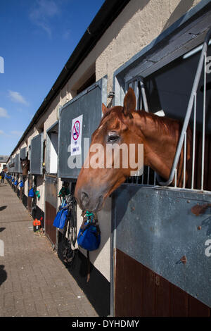 Il Paddock, stallone, e bestiame a Middleham, nello Yorkshire, Regno Unito. Il 18 aprile 2014. Nord Dales maneggio aperto giorno.Il maneggio Middleham Open Day è andato avanti nonostante racing essendo permesso il Venerdì Santo per la prima volta. Il suo futuro era stata minacciata con racing impostata per essere messa in scena a Musselburgh e a Lingfield. Ma dopo di Betfair ha continuato come sponsor e il Middleham Trainers Association ha deciso "all'unanimità" per continuare i due decenni di tradizione. Una dozzina di maneggio con i cavalli hanno aperto le loro porte per l'evento. Foto Stock