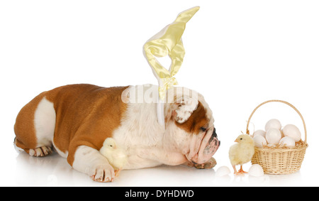 Pasqua - cane Bulldog inglese bunny con pulcini e cesto su sfondo bianco Foto Stock