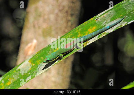 Giorno rivestito gecko (Phelsuma lineata) crogiolarsi nella foglia di agave Foto Stock