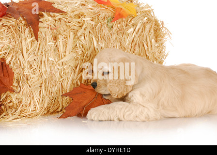 Adorabili cocker spaniel cucciolo masticare su foglie di autunno su sfondo bianco Foto Stock