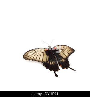 Papilio Lovii isolato su bianco