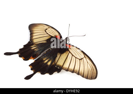 Papilio Lovii isolato su bianco