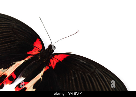 Papilio rumanzovia isolato su bianco