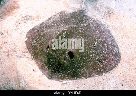 Stingray comune (Dasyatis pastinaca) Mar Nero, Crimea, Russia Foto Stock