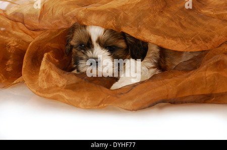 Adorabili shih tzu cucciolo che spuntavano sotto coperta - 6 settimane Foto Stock