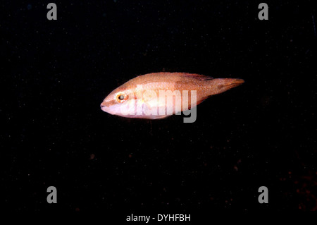 Ocellated wrasse (Symphodus ocellatus) Foto Stock