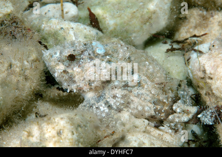 Smallscaled pesci-scorpione, nero Scorfani, Europeo, Scorfani Scorfani rossi o mare scorpion (Scorpaena porcus) Foto Stock