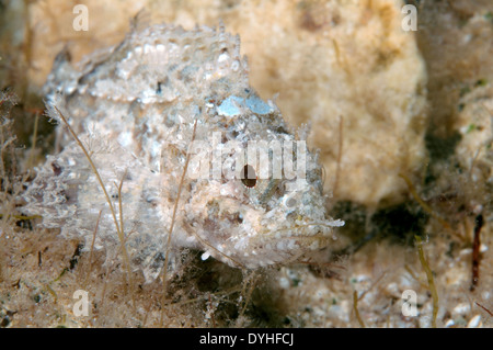 Smallscaled pesci-scorpione, nero Scorfani, Europeo, Scorfani Scorfani rossi o mare scorpion (Scorpaena porcus) Foto Stock