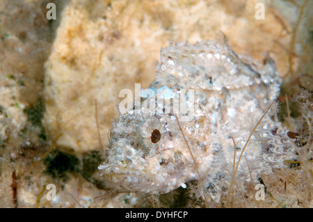 Smallscaled pesci-scorpione, nero Scorfani, Europeo, Scorfani Scorfani rossi o mare scorpion (Scorpaena porcus) Foto Stock