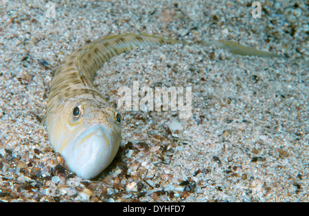 Maggiore weever pesce (Trachinus draco) Foto Stock