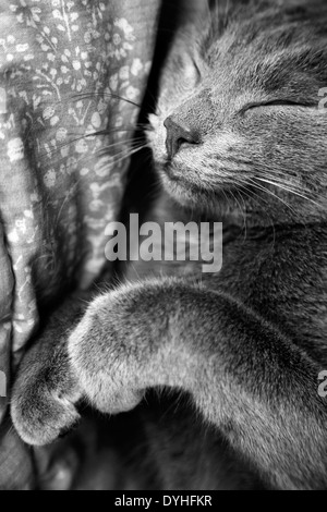 Un gatto grigio dorme nel letto Foto Stock