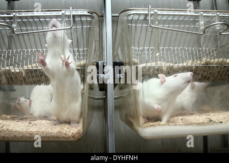 Bianco di ratti di laboratorio in una gabbia Foto Stock