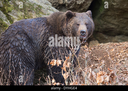 Unione di orso bruno Ursus arctos Foto Stock