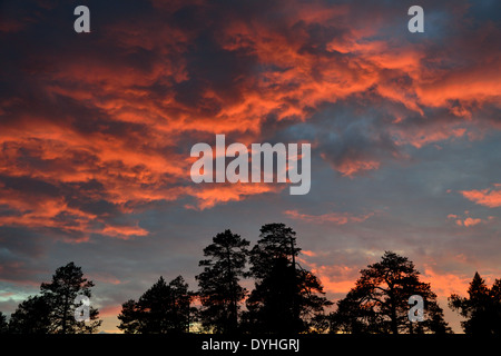 Sagome di alberi di pino sullo sfondo del tramonto di cremisi Foto Stock