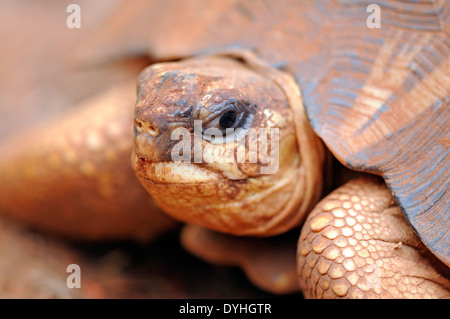 Irradiata tartaruga (Astrochelys radiata), parte di un programma di riproduzione in cattività a Berenty, Madagascar Foto Stock