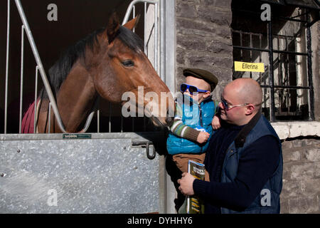 Umorismo animali Middleham, nello Yorkshire, Regno Unito. Il 18 aprile 2014. Giovani Archie Norris, 2 anni al Nord Dales maneggio aperto giorno.Il maneggio Middleham Open Day è andato avanti nonostante racing essendo permesso il Venerdì Santo per la prima volta. Il suo futuro era stata minacciata con racing impostata per essere messa in scena a Musselburgh e a Lingfield. Ma dopo di Betfair ha continuato come sponsor e il Middleham Trainers Association ha deciso "all'unanimità" per continuare i due decenni di tradizione. Foto Stock