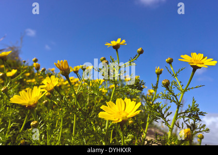 Anthemis tinctoria Dyers Camomilla piccolo giallo fiori selvatici in un prato. Foto Stock