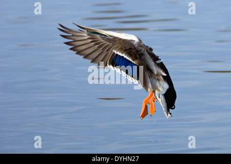 Maschio di Mallard Duck atterraggio su acqua dopo il volo nel sud indiana Foto Stock