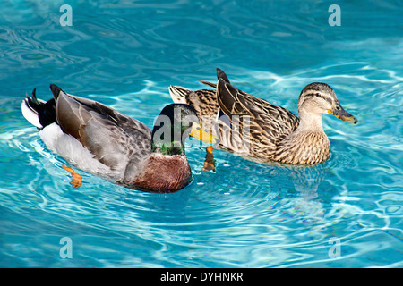 Piume dettagliata su due uccelli Mallard nuoto in piscina nel parco Foto Stock